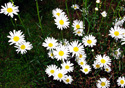 Leucanthemum vulgare